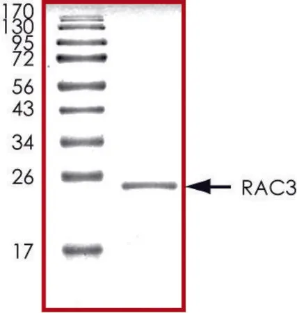 Sigma-Aldrich RAC3, His tagged human,重组体,在大肠杆菌中表达,≥70%(SDS-PAGE),甘油缓冲水溶液