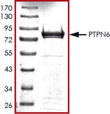 Sigma-Aldrich PTPN6, active, GST tagged human,重组体,在大肠杆菌中表达,≥70%(SDS-PAGE),甘油缓冲水溶液