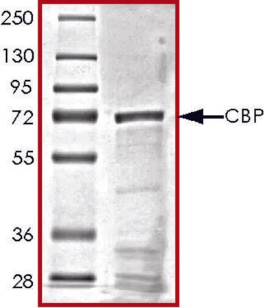 Sigma-Aldrich CBP (1319-1710), GST tagged human,重组体,在大肠杆菌中表达,≥70%(SDS-PAGE),甘油缓冲水溶液