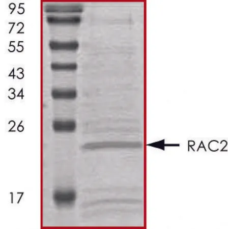 Sigma-Aldrich RAC2, His tagged human,重组体,在大肠杆菌中表达,≥70%(SDS-PAGE),甘油缓冲水溶液