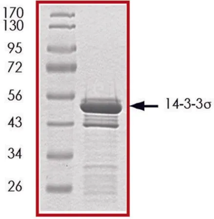 Sigma-Aldrich 14-3-3 σ , GST tagged human，重组体，在大肠杆菌中表达，≥70%（SDS-PAGE），甘油缓冲水溶液
