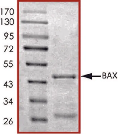 Sigma-Aldrich BAX, GST tagged human,重组体,在大肠杆菌中表达,≥70%(SDS-PAGE),甘油缓冲水溶液