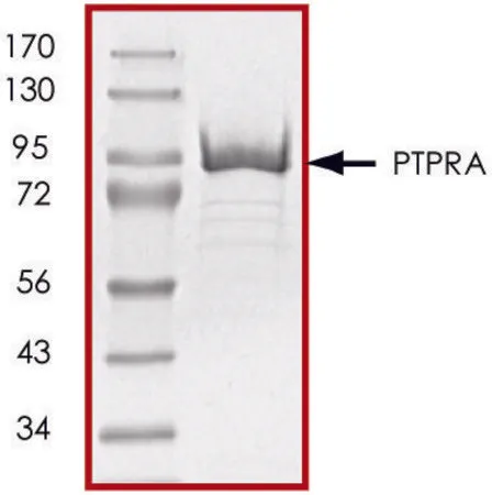 Sigma-Aldrich PTPRA (174-802), active, GST tagged human,重组体,在大肠杆菌中表达,≥70%(SDS-PAGE),甘油缓冲水溶液
