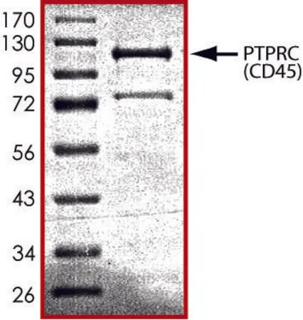 Sigma-Aldrich PTPRC (592-end), active, GST tagged from mouse,重组体,在大肠杆菌中表达,≥70%(SDS-PAGE),甘油缓冲水溶液