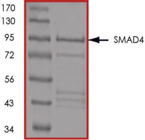 Sigma-Aldrich SMAD4, GST tagged human,重组体,在大肠杆菌中表达,≥70%(SDS-PAGE),甘油缓冲水溶液