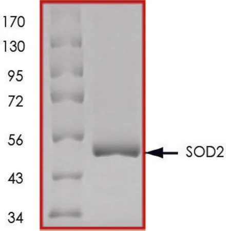 Sigma-Aldrich SOD2, GST tagged human,重组体,在大肠杆菌中表达,≥70%(SDS-PAGE),甘油缓冲水溶液