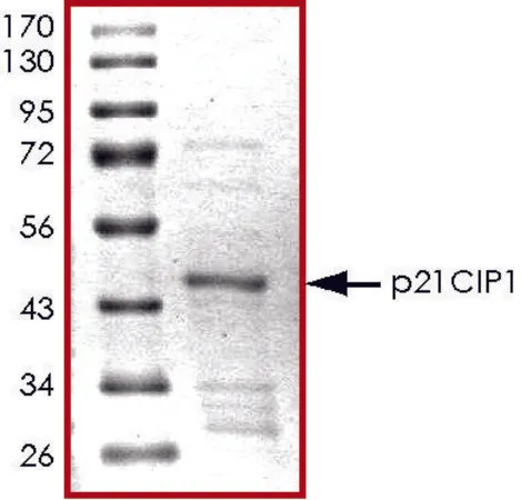 Sigma-Aldrich p21CIP1, GST tagged human,重组体,在大肠杆菌中表达,≥70%(SDS-PAGE),甘油缓冲水溶液