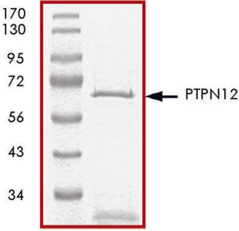Sigma-Aldrich PTPN12 (1-355), active, GST tagged human,重组体,在大肠杆菌中表达,≥70%(SDS-PAGE),甘油缓冲水溶液