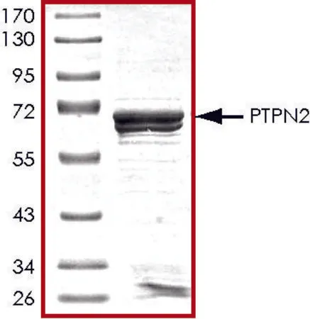 Sigma-Aldrich PTPN2, active, GST tagged human,重组体,在大肠杆菌中表达,≥70%(SDS-PAGE),甘油缓冲水溶液