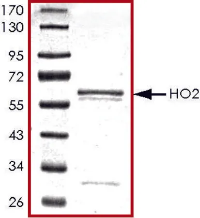 Sigma-Aldrich HO2, GST tagged human,重组体,在大肠杆菌中表达,≥70%(SDS-PAGE),甘油缓冲水溶液