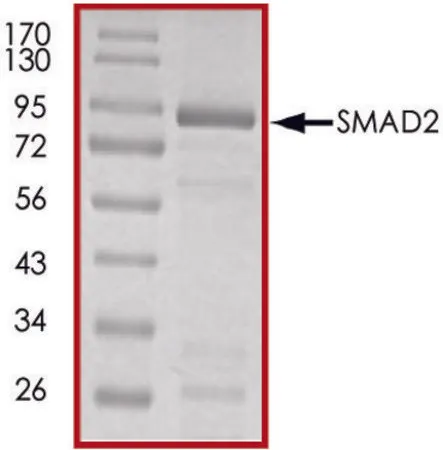 Sigma-Aldrich SMAD2, GST tagged human,重组体,在大肠杆菌中表达,≥70%(SDS-PAGE),甘油缓冲水溶液