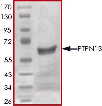 Sigma-Aldrich PTPN13 (2169-2485), active, GST tagged human,重组体,在大肠杆菌中表达,≥70%(SDS-PAGE),甘油缓冲水溶液