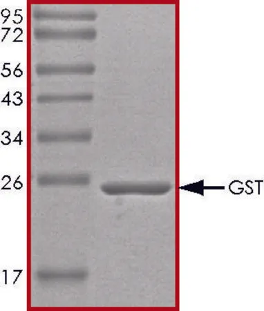 Sigma-Aldrich GST 蛋白,无标签,重组体,在大肠杆菌中表达,≥70%(SDS-PAGE),甘油缓冲水溶液