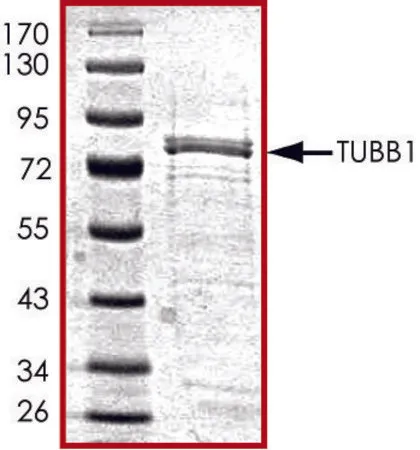 Sigma-Aldrich Tubulin, GST tagged human,重组体,在大肠杆菌中表达,≥70%(SDS-PAGE),甘油缓冲水溶液