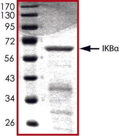 Sigma-Aldrich I?Bα, GST tagged human，重组体，在大肠杆菌中表达，≥70%（SDS-PAGE），甘油缓冲水溶液