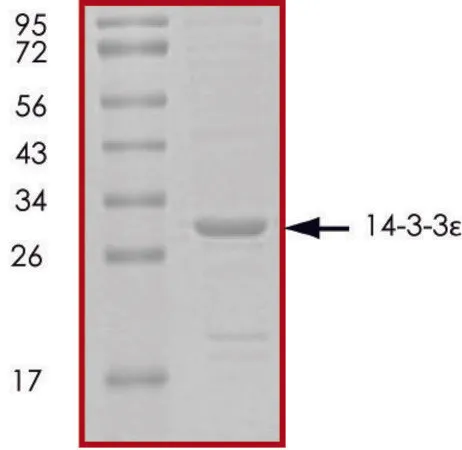 Sigma-Aldrich 14-3-3 ε, untagged human,重组体,在大肠杆菌中表达,≥70%(SDS-PAGE),甘油缓冲水溶液
