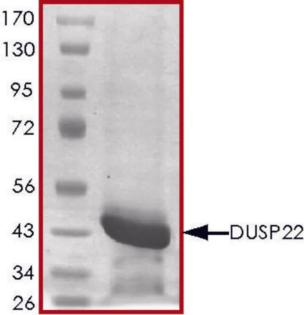Sigma-Aldrich DUSP22, active, GST tagged human,重组体,在大肠杆菌中表达,≥70%(SDS-PAGE),甘油缓冲水溶液