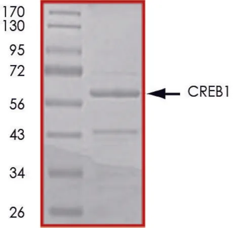 Sigma-Aldrich CREB1 (1-280), GST tagged from rat,重组体,在大肠杆菌中表达,≥70%(SDS-PAGE),甘油缓冲水溶液