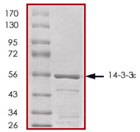 Sigma-Aldrich 14-3-3 ε, GST tagged human,重组体,在大肠杆菌中表达,≥70%(SDS-PAGE),甘油缓冲水溶液