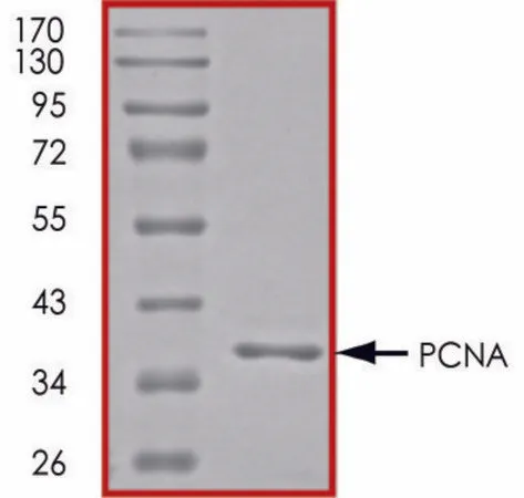 Sigma-Aldrich PCNA, His tagged human,重组体,在大肠杆菌中表达,≥70%(SDS-PAGE),甘油缓冲水溶液