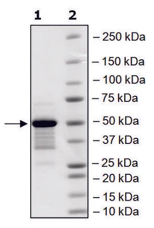 Sigma-Aldrich BRD4, BD1, BD2 (49-460) His tag human，重组体，在大肠杆菌中表达，≥75%（SDS-PAGE）