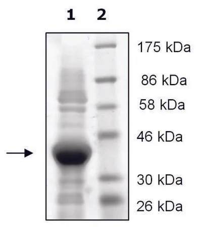 Sigma-Aldrich JMJD2A active human,重组体,在大肠杆菌中表达,≥80%(SDS-PAGE)