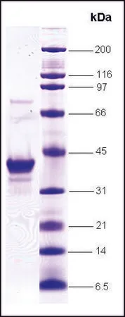 Sigma-Aldrich RAD51 人,重组体,在大肠杆菌中表达,≥80%(SDS-PAGE)