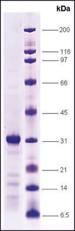 Sigma-Aldrich FXR-ligand binding domain (222-472) human,重组体,在大肠杆菌中表达,≥80%(SDS-PAGE)