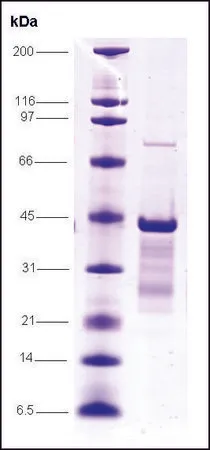 Sigma-Aldrich p53 (1-81), mutant, GST tagged human,重组体,在大肠杆菌中表达,≥80%(SDS-PAGE)