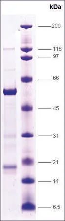 Sigma-Aldrich FXR (Farnesoid-X-activated receptor) human,重组体,在大肠杆菌中表达,≥80%(SDS-PAGE)