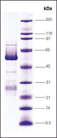 Sigma-Aldrich PPAR γ, ligand binding domain (204-477), GST tagged human,重组体,在大肠杆菌中表达,≥80%(SDS-PAGE)