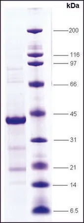 Sigma-Aldrich PPARα, ligand binding domain (170-468) human，重组体，在大肠杆菌中表达，≥80%（SDS-PAGE）