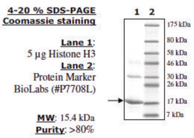 Sigma-Aldrich 组蛋白H3全长 人，重组体，在大肠杆菌中表达，≥80%（SDS-PAGE）