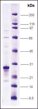 Sigma-Aldrich HIF-1 α N-terminal activation domain (530-698) human,重组体,在大肠杆菌中表达,≥80%(SDS-PAGE)