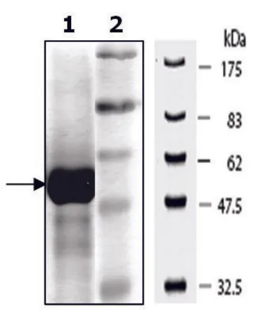 Sigma-Aldrich PKM1 active human,重组体,在大肠杆菌中表达,≥80%(SDS-PAGE)