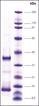 Sigma-Aldrich TFIIA, reconstituted human,重组体,在大肠杆菌中表达,≥80%(SDS-PAGE)