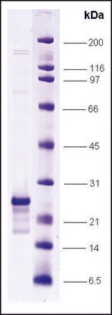Sigma-Aldrich Myc-associated factor X (MAX) human,重组体,在大肠杆菌中表达,≥80%(SDS-PAGE)