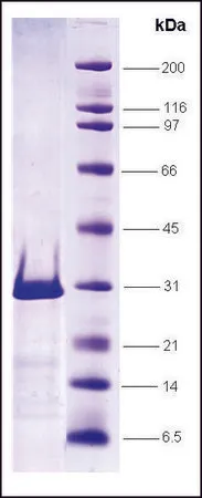 Sigma-Aldrich LXR β-ligand binding domain (211-461) human,重组体,在大肠杆菌中表达,≥80%(SDS-PAGE)