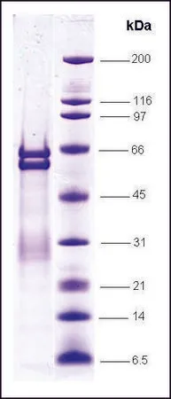 Sigma-Aldrich PPARα isotype, ligand binding domain, GST tagged human，重组体，在大肠杆菌中表达，≥80%（SDS-PAGE）
