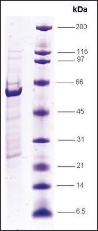 Sigma-Aldrich RXRα, ligand binding domain, (200-462), GST tagged human,重组体,在大肠杆菌中表达,≥80%(SDS-PAGE)