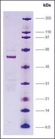Sigma-Aldrich PPAR δ, ligand binding domain (165-441), GST tagged human,重组体,在大肠杆菌中表达,≥80%(SDS-PAGE)