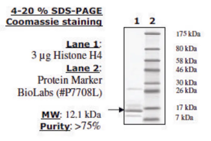 Sigma-Aldrich Histone H4 full length human,重组体,在大肠杆菌中表达,≥80%(SDS-PAGE)