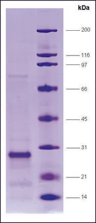 Sigma-Aldrich SRC1 (627-786), biotin,His tagged human,重组体,在大肠杆菌中表达,≥80%(SDS-PAGE)