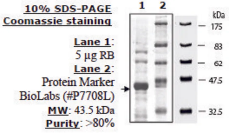 Sigma-Aldrich RB Active human，重组体，在大肠杆菌中表达，≥80%（SDS-PAGE）