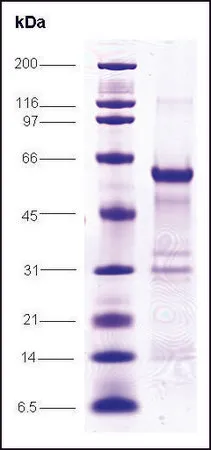 Sigma-Aldrich C-myc, proto oncogene human,重组体,在大肠杆菌中表达,≥80%(SDS-PAGE)