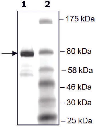 Sigma-Aldrich BRD4, BD1, BD2 (49-460) GST tag human,重组体,在大肠杆菌中表达,≥80%(SDS-PAGE)