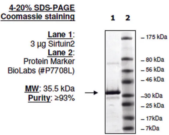 Sigma-Aldrich Sirtuin 2 human,重组体,在大肠杆菌中表达,≥80%(SDS-PAGE)