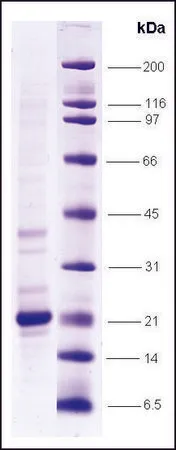 Sigma-Aldrich TNFα, low endotoxin, His tagged 人,重组体,在大肠杆菌中表达,≥80%(SDS-PAGE)