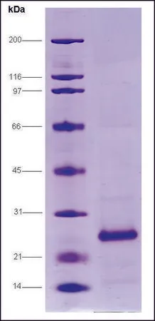 Sigma-Aldrich HCV-NS4A/NS3-1b Protease, Histag, strain HC-J4 from hepatitis C virus,重组体,在大肠杆菌中表达,≥80%(SDS-PAGE)