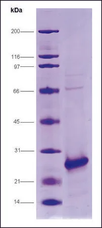 Sigma-Aldrich HCV-NS4A/NS3-1a Protease, strain H77 from hepatitis C virus,重组体,在大肠杆菌中表达,≥80%(SDS-PAGE)